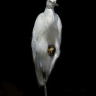 Elegance in balance